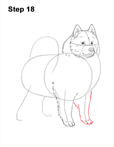 Draw a Samoyed Dog 18 How to Draw a White Samoyed Puppy Dog 18
