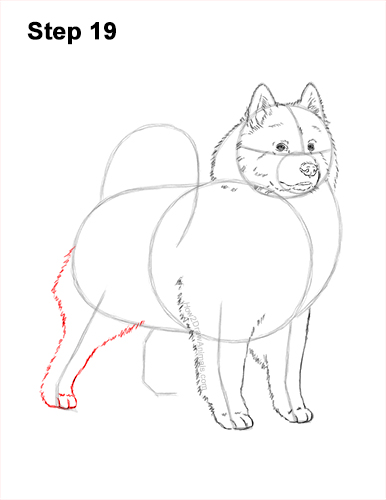 Draw a Samoyed Dog 19 How to Draw a White Samoyed Puppy Dog 19