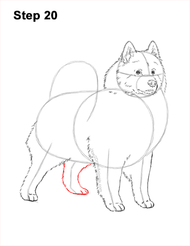 Draw a Samoyed Dog 20 How to Draw a White Samoyed Puppy Dog 20