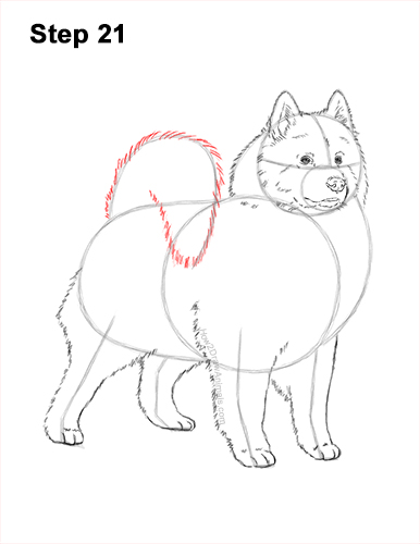 Draw a Samoyed Dog 21 How to Draw a White Samoyed Puppy Dog 21