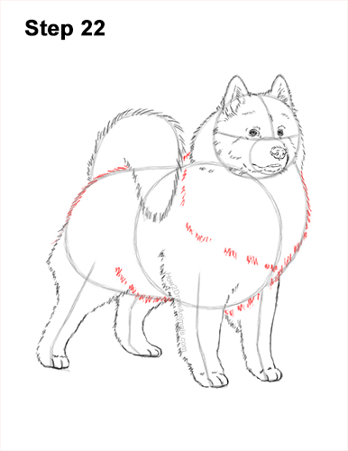 Draw a Samoyed Dog 22 How to Draw a White Samoyed Puppy Dog 22