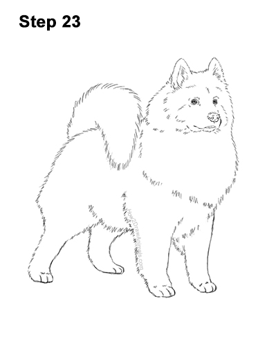 Draw a Samoyed Dog 23 How to Draw a White Samoyed Puppy Dog 23