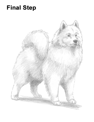 Draw a Samoyed Dog How to Draw a White Samoyed Puppy Dog