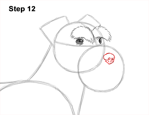 Draw a Schnauzer Dog Side View 12 How to Draw a Miniature Schnauzer Puppy Dog 12