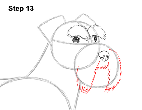 Draw a Schnauzer Dog Side View 13 How to Draw a Miniature Schnauzer Puppy Dog 13