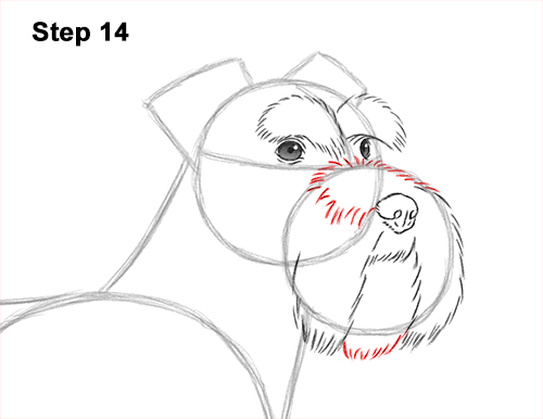 Draw a Schnauzer Dog Side View 14 How to Draw a Miniature Schnauzer Puppy Dog 14
