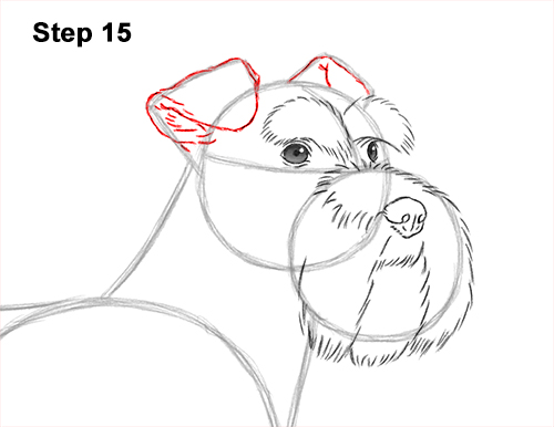 Draw a Schnauzer Dog Side View 15 How to Draw a Miniature Schnauzer Puppy Dog 15