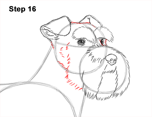 Draw a Schnauzer Dog Side View 16 How to Draw a Miniature Schnauzer Puppy Dog 16