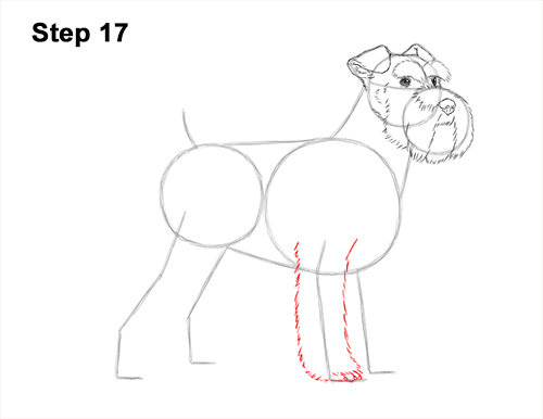 Draw a Schnauzer Dog Side View 17 How to Draw a Miniature Schnauzer Puppy Dog 17