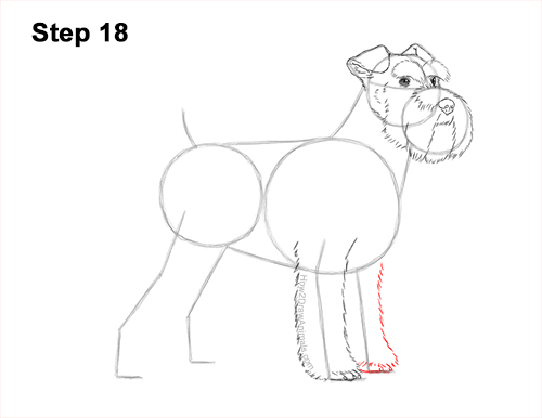 Draw a Schnauzer Dog Side View 18 How to Draw a Miniature Schnauzer Puppy Dog 18