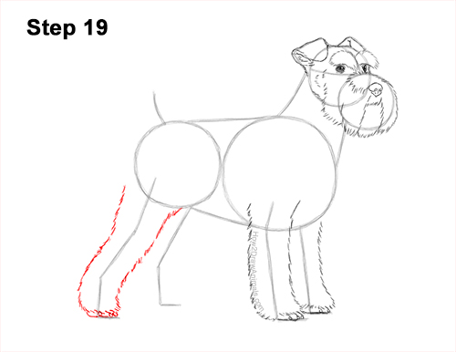 Draw a Schnauzer Dog Side View 19 How to Draw a Miniature Schnauzer Puppy Dog 19