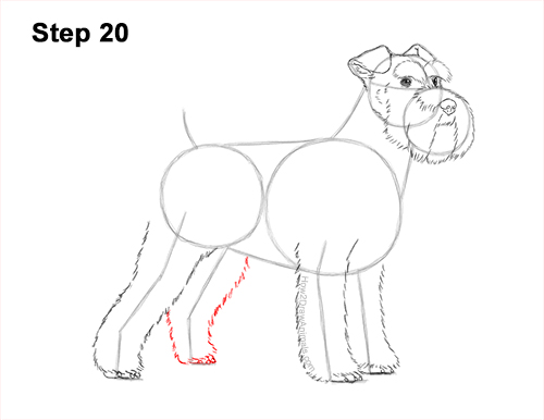 Draw a Schnauzer Dog Side View 20 How to Draw a Miniature Schnauzer Puppy Dog 20