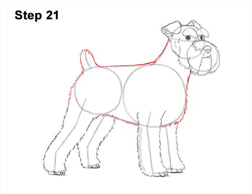 Draw a Schnauzer Dog Side View 21 How to Draw a Miniature Schnauzer Puppy Dog 21