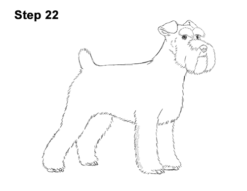 Draw a Schnauzer Dog Side View 22 How to Draw a Miniature Schnauzer Puppy Dog 22