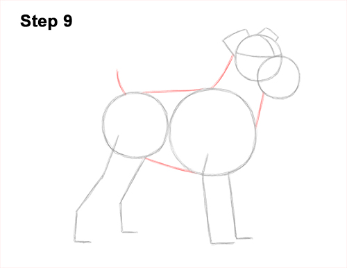 Draw a Schnauzer Dog Side View 9 How to Draw a Miniature Schnauzer Puppy Dog 9