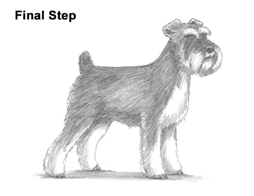 Draw a Schnauzer Dog Side View How to Draw a Miniature Schnauzer Puppy Dog