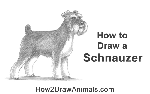 Draw a Schnauzer Dog Side View How to Draw a Miniature Schnauzer Puppy Dog