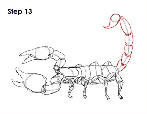 Scorpion Drawing 13 Draw Scorpion 13