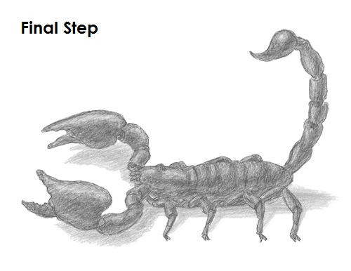 Scorpion Drawing Draw a Scorpion
