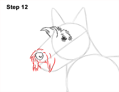Draw Scottie Dog 12 How to Draw a Scottish Terrier Puppy Dog Side 12