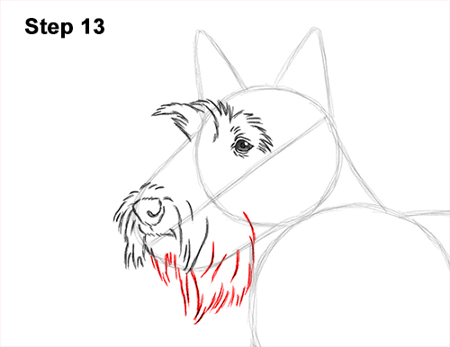 Draw Scottie Dog 13 How to Draw a Scottish Terrier Puppy Dog Side 13