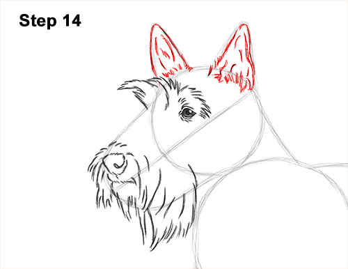 Draw Scottie Dog 14 How to Draw a Scottish Terrier Puppy Dog Side 14