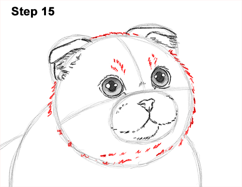 How to Draw a Scottish Fold Cat Playing Pawing Swiping 15