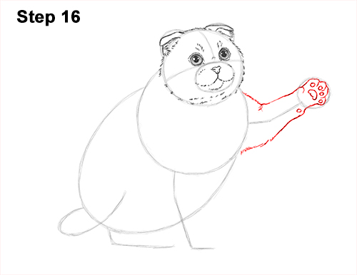 How to Draw a Scottish Fold Cat Playing Pawing Swiping 16