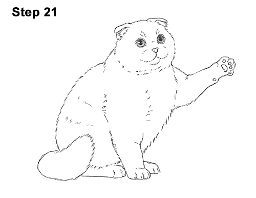 How to Draw a Scottish Fold Cat Playing Pawing Swiping 21