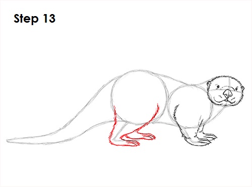 Draw Sea Otter 13