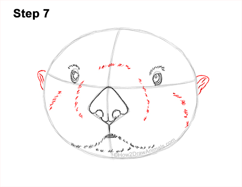 Draw a Sea Otter Head Detail 7 How to Draw a Sea Otter Head Portrait Face 7