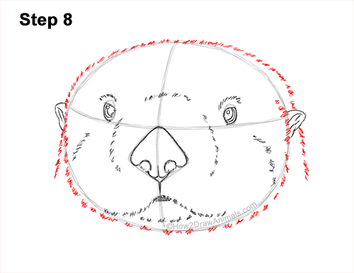 Draw a Sea Otter Head Detail 8 How to Draw a Sea Otter Head Portrait Face 8