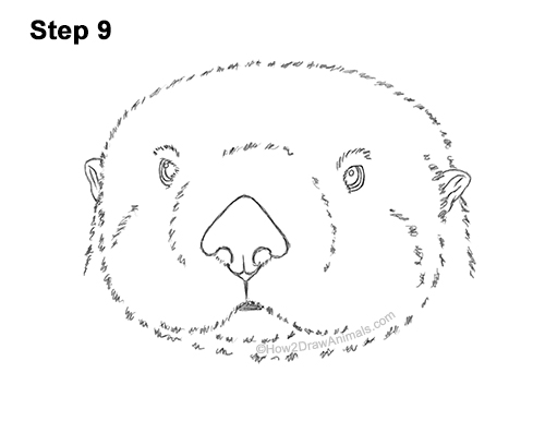 Draw a Sea Otter Head Detail 9 How to Draw a Sea Otter Head Portrait Face 9
