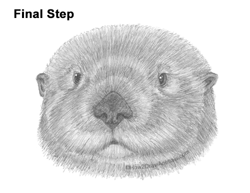 Draw a Sea Otter Head Detail How to Draw a Sea Otter Head Portrait Face