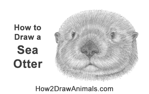 Draw a Sea Otter Head Detail How to Draw a Sea Otter Head Portrait Face