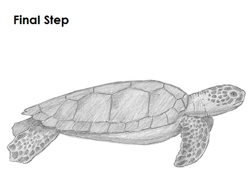 Draw Sea Turtle Last