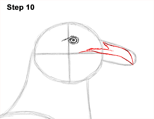 How to Draw a Seagull Gull Bird Standing 10