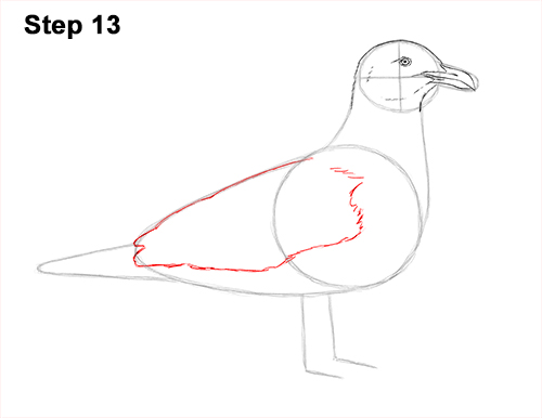 How to Draw a Seagull Gull Bird Standing 13