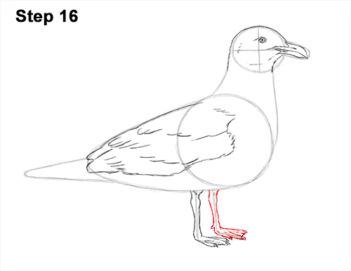 How to Draw a Seagull Gull Bird Standing 16