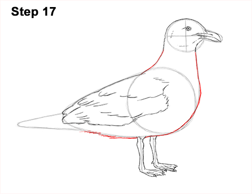How to Draw a Seagull Gull Bird Standing 17