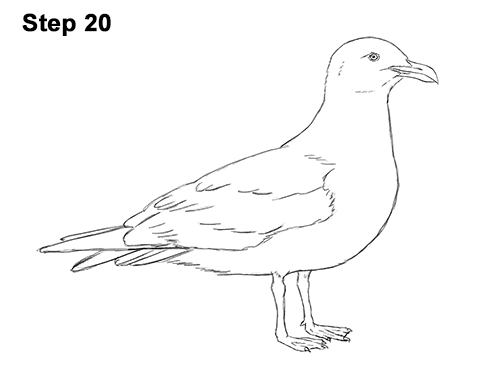 Draw a Seagull Bird 20 How to Draw a Seagull Gull Bird Standing 20
