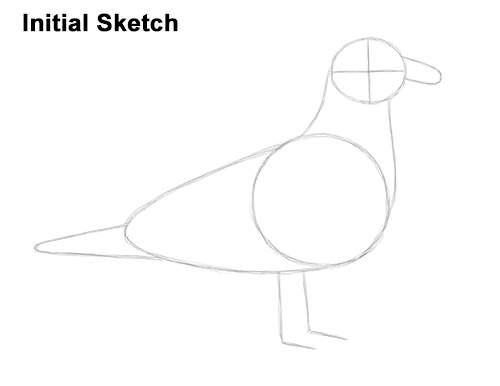 How to Draw a Seagull Gull Bird Standing Initial Sketch
