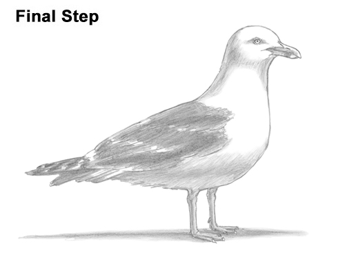Draw a Seagull Bird How to Draw a Seagull Gull Bird Standing