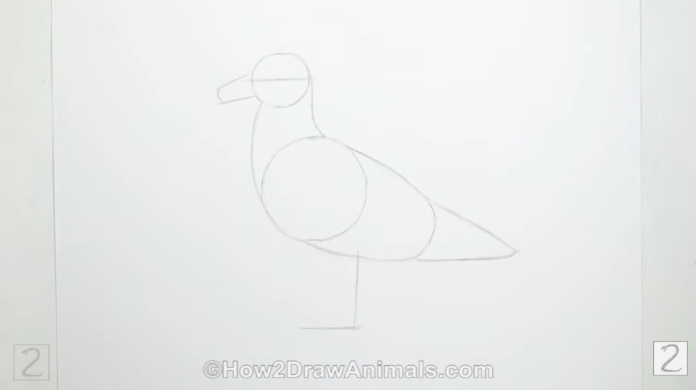 Draw Seagull Initial Sketch How to Draw Seagull Guidelines