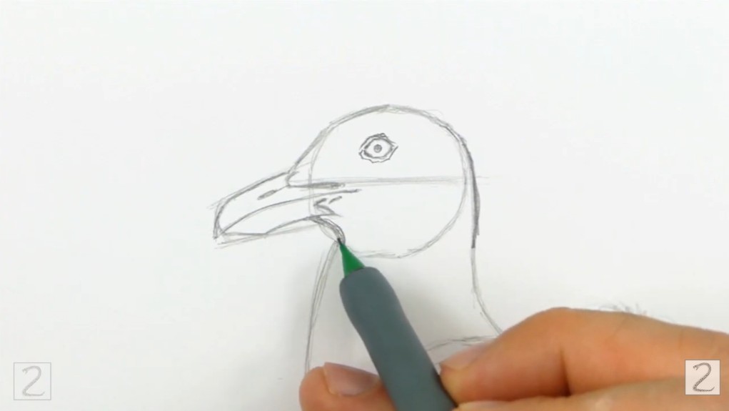 Draw Seagull Outer Contours How to Draw Seagull Body Outlines