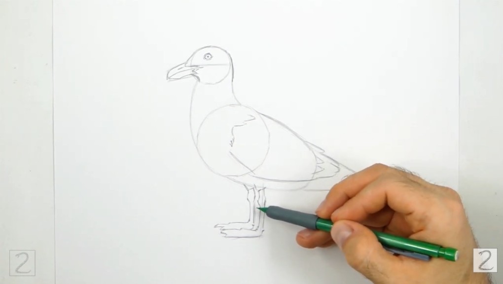 Draw Seagull Body Details How to Draw Seagull Wing and Legs