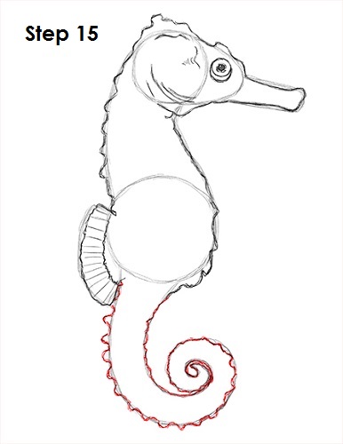 Draw a Seahorse 15