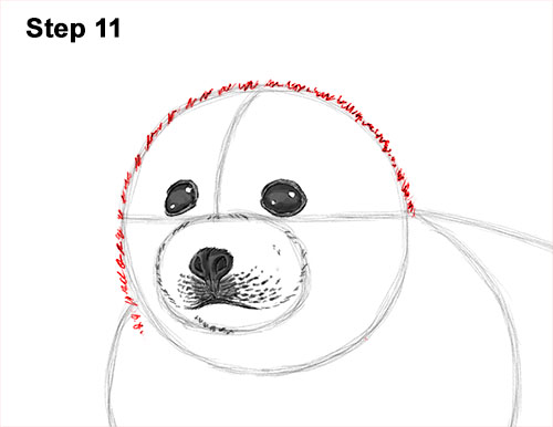 Draw a White Harp Seal Pup 11 How to Draw a Fluffy Cute Baby Harp Seal Pup 11