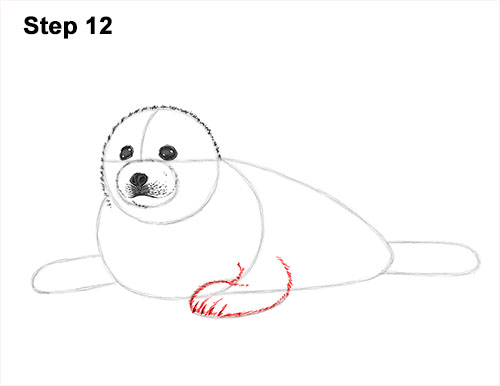 Draw a White Harp Seal Pup 12 How to Draw a Fluffy Cute Baby Harp Seal Pup 12