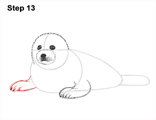 Draw a White Harp Seal Pup 13 How to Draw a Fluffy Cute Baby Harp Seal Pup 13